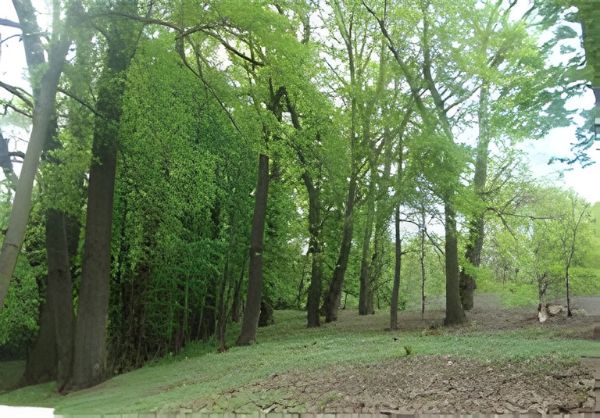 Zdjęcie działki w otoczeniu przyrody