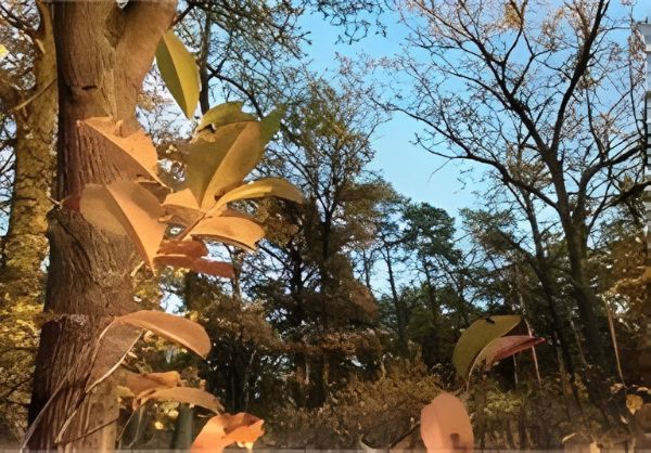 Zalesiona część działki