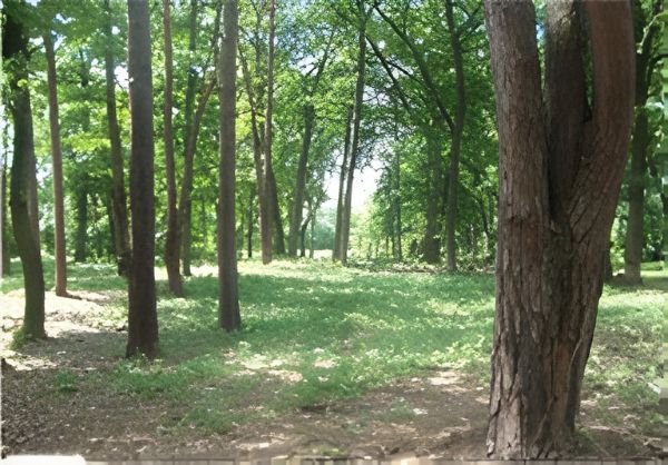 Widok działki i zielonego otoczenia